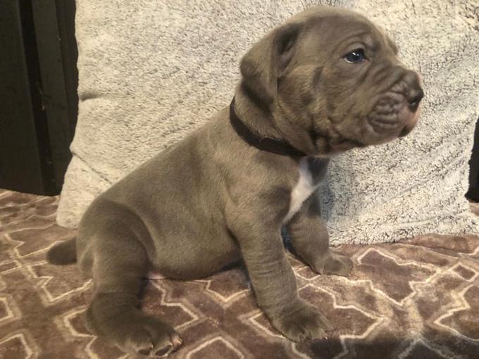 Pure Bred Italian Mastiff Puppies. Call/Text (707) 355-4096 Image eClassifieds4u