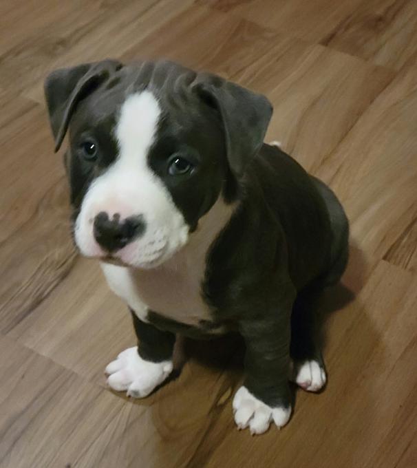 Bluenose Pitbul puppies (American Staffordshire Terriers) Call/Text (707) 355-4096 Image eClassifieds4u