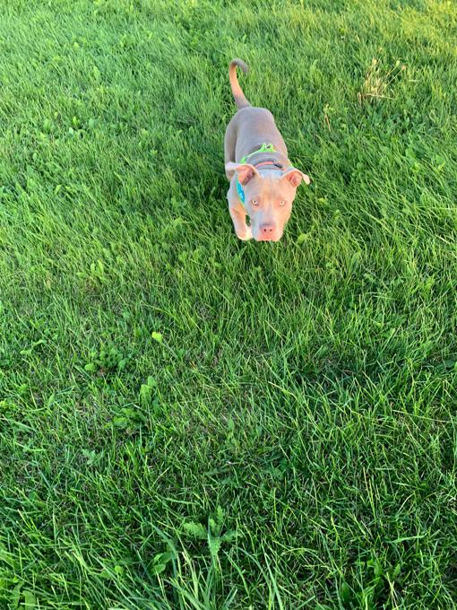 American Bully. Call/Text (707) 355-4096 Image eClassifieds4u