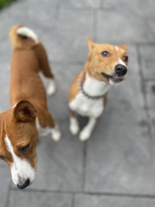 Basenji Pups. Call/Text (707) 355-4096 Image eClassifieds4u