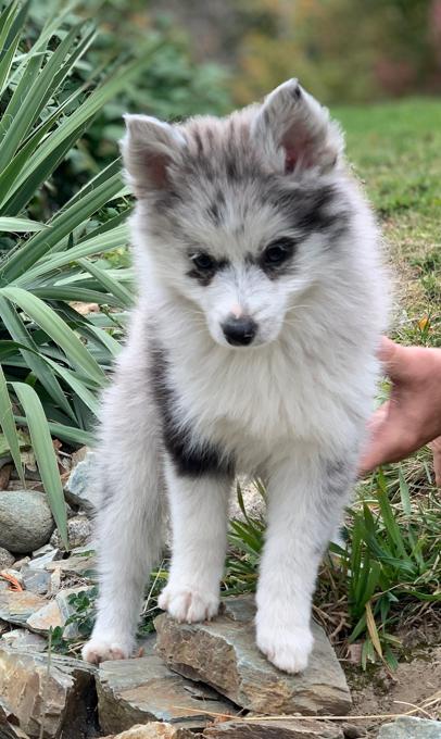 Gorgeous Pomsky Puppies! Call/Text (707) 355-4096 Image eClassifieds4u