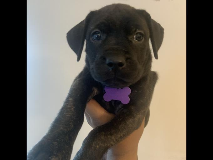 Pressa Canario puppies. Call/Text (707) 355-4096 Image eClassifieds4u