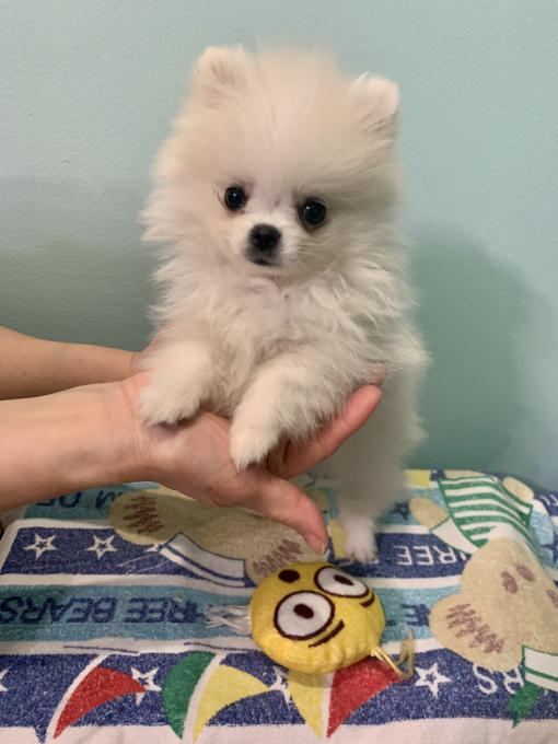 Korean Pomeranian (Teacup size)😍 Call/Text (707) 355-4096 Image eClassifieds4u