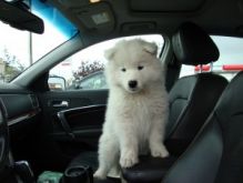 Adorable Samoyed puppies male and female available for new owners