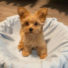 Lovely Morkie Puppies For Adoption