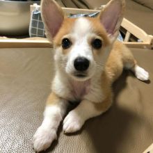 Pembroke Welsh Corgi Puppies For Adoption.