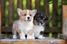 Pembroke welsh corgi puppies for Adoption 💕Delivery possible🌎