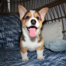 Pembroke welsh corgi puppies for Adoption 💕Delivery possible🌎