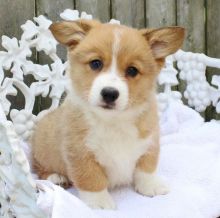 Pembroke welsh corgi puppies for Adoption 💕Delivery possible🌎