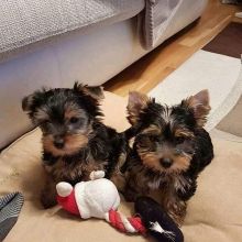 YORKIE PUPPIES READY TO GO