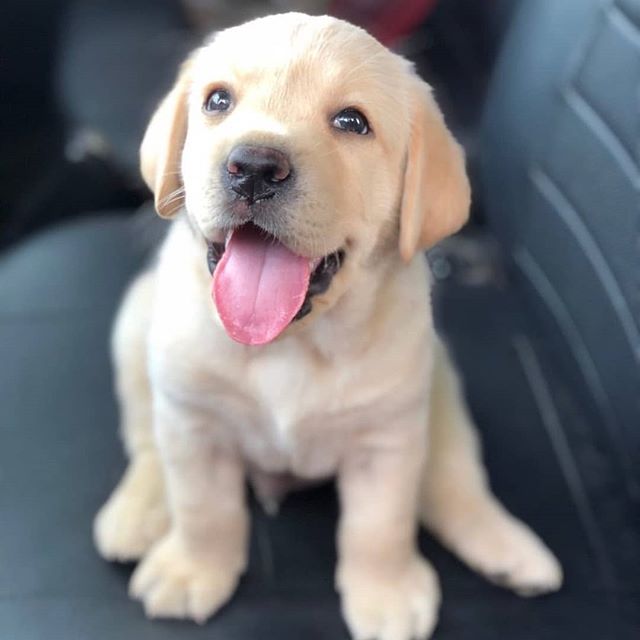 Lovely Labrador Puppies For Adoption Image eClassifieds4u