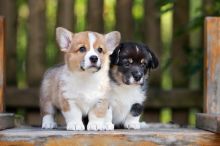 Pembroke welsh corgi puppies for Adoption 💕Delivery possible🌎 Image eClassifieds4U