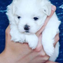 Two Maltese Puppies Needs a New Family Image eClassifieds4U