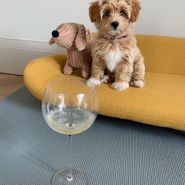 MALTIPOO PUPPIES AVAILABLE FOR FREE ADOPTION Image eClassifieds4u