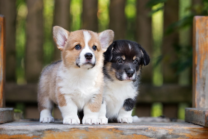 Pembroke welsh corgi puppies for Adoption 💕Delivery possible🌎 Image eClassifieds4u