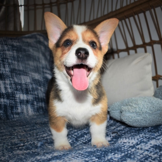 Pembroke welsh corgi puppies for Adoption 💕Delivery possible🌎 Image eClassifieds4u