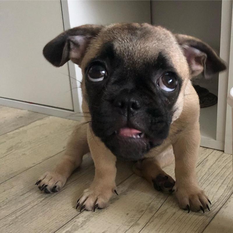 Pug Puppies For Free Adoption Image eClassifieds4u