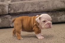 Adorable english bulldog puppies need new homes ASAP