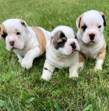 American Bulldog pups for new homes