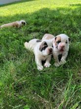 American Bulldog pups looking for new homes