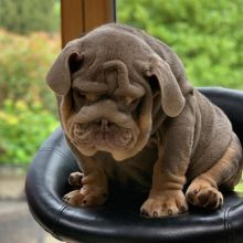 English Bulldog puppies are ready for their new families