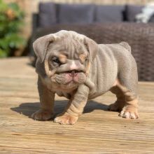 English Bulldog puppy for your home