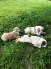 Gorgeous American Bulldog Puppies available