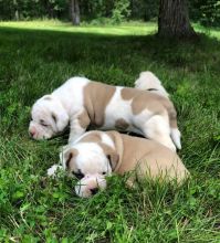 Healthy American pups for new homes
