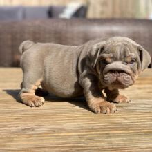 playful little English Bulldogs pups for rehoming