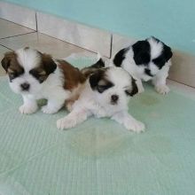 straight backed black Quality Shih Tzu puppies