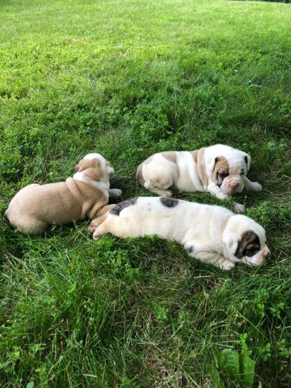 Gorgeous American Bulldog Puppies available Image eClassifieds4u