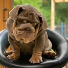 Why you need an English Bulldog pup Image eClassifieds4U