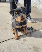 Gorgeous Ckc Rottweiler Puppies For You