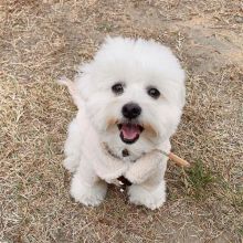 Pure White Maltese Ready For New Home