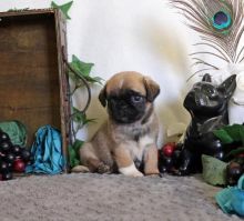 Registered Pedigree Pug Puppies Available