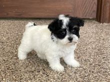 Fantastic Male Female Havanese Puppies Now Ready For Adoption Image eClassifieds4U