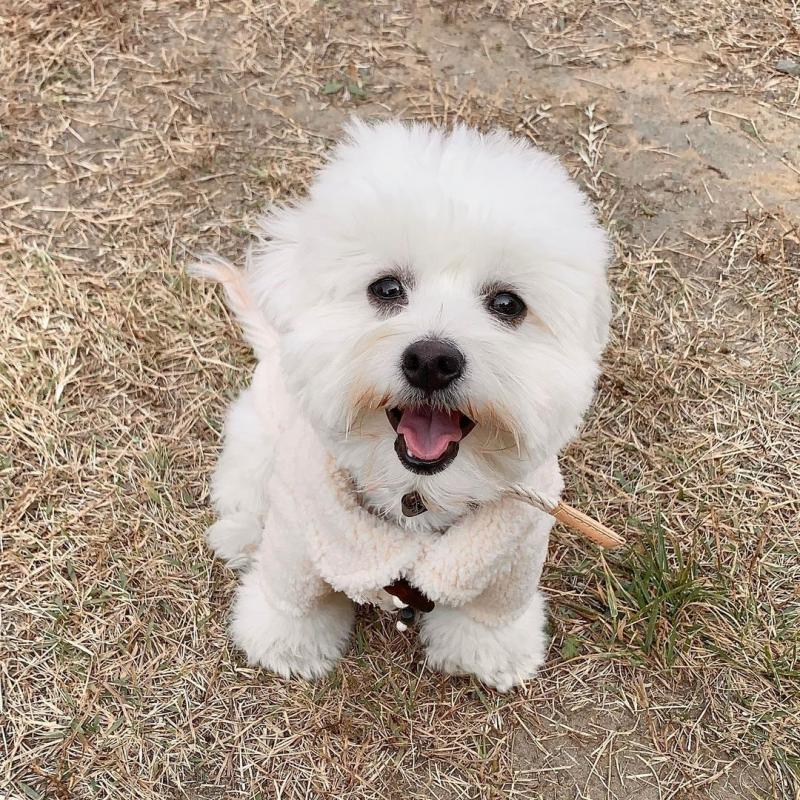 Pure White Maltese Ready For New Home Image eClassifieds4u