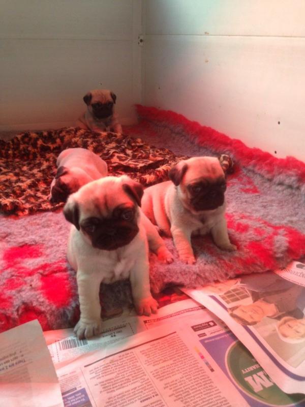 male and female pug puppies contact us at oj557391@gmail.com Image eClassifieds4u