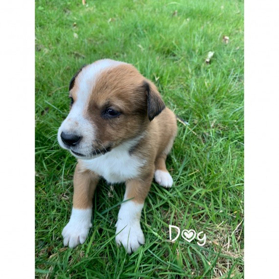 male and female Welsh Collie puppies contact us at oj557391@gmail.com Image eClassifieds4u