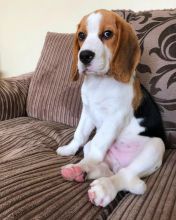 Beagle Puppies For Re-homing
