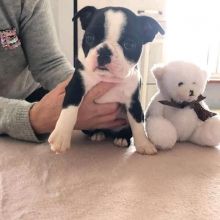 Boston Terrie Puppies For Adoption