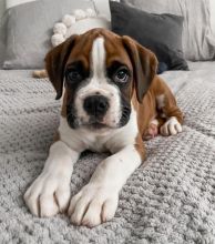 BOXER PUPPIES ARE READY TO GO TO THEIR NEW HOMES