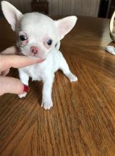 Cute Lovely Chihuahua Puppies Male and Female For Adoption