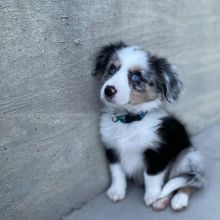 AUSTRALIAN SHEPHERD PUPPIES AVAILABLE FOR FREE ADOPTION Image eClassifieds4U