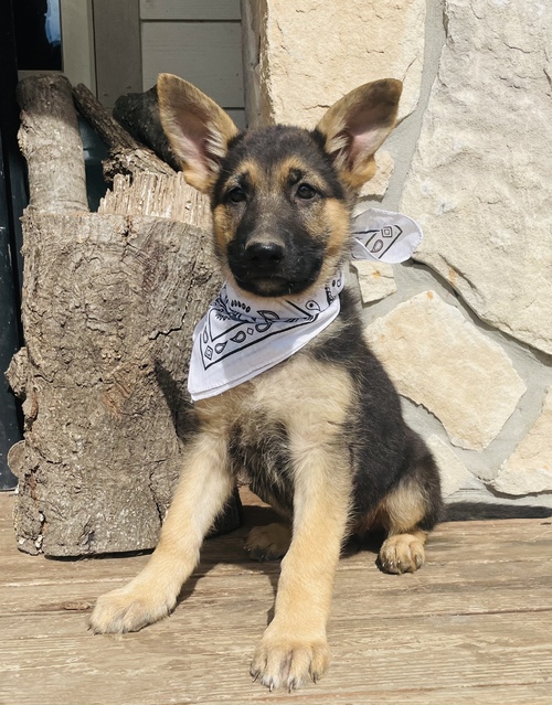 Good trained German Shepherd puppies ready text us (onellabetilla@gmail.com) Image eClassifieds4u