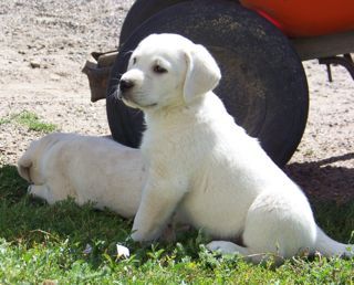 Labrador puppies ready text us (onellabetilla@gmail.com) Image eClassifieds4u