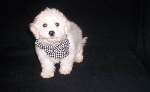 Last 3 available! Bichon Fries puppies. text us (onellabetilla@gmail.com) Image eClassifieds4u
