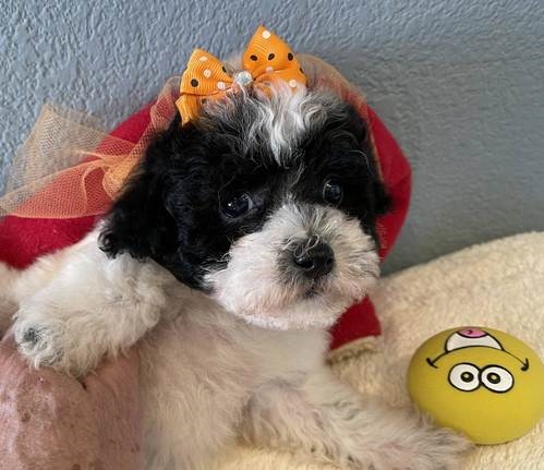 Maltipoo ready for new homes only text us (onellabetilla@gmail.com) Image eClassifieds4u