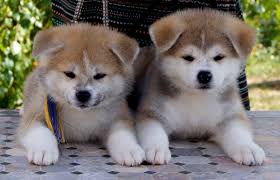 Pembroke welsh corgi puppies text us (onellabetilla@gmail.com) Image eClassifieds4u