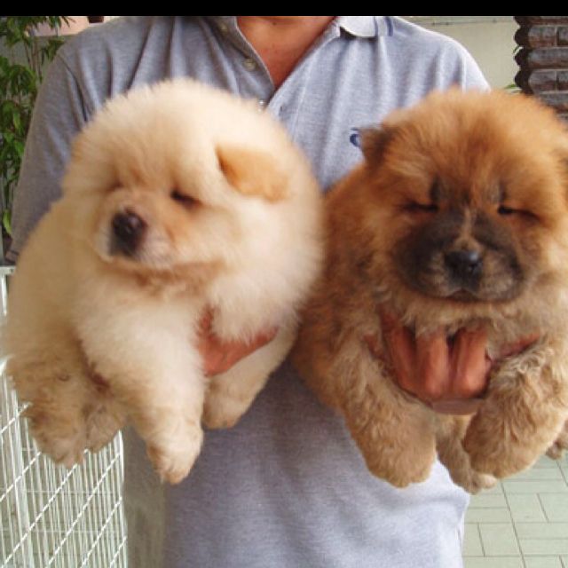 stunning chow chow puppies ready text us (onellabetilla@gmail.com) Image eClassifieds4u